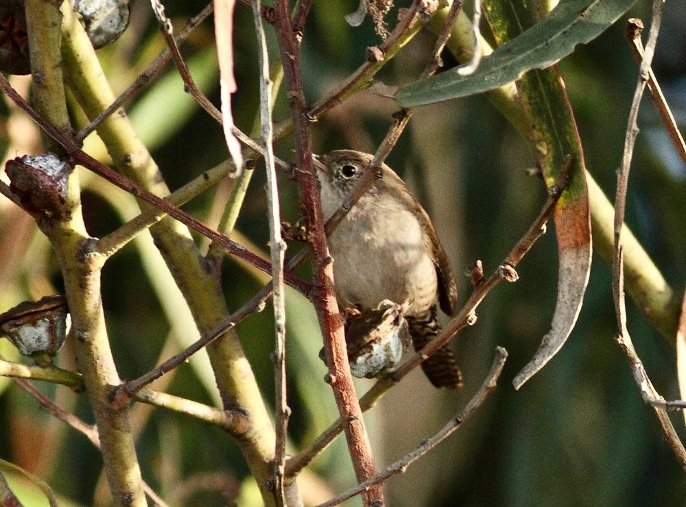 House Wren by NatureShutterbug is licensed under CC BY 2.0.